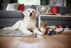 Philips Performer Silent FC8784/09 - Stofzuiger Met Zak -Reinigingsapparaten Winkel 1200x800 215